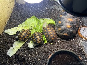 Želva uhlířská - mláďata - 7