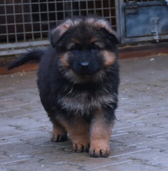 Německý Ovčák - štěňata - 7