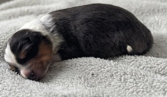 Prodám štěňata australského ovčáka s PP - 7