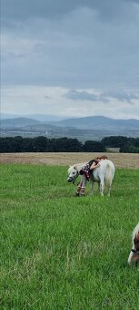 3 lety valach minihorse - 7