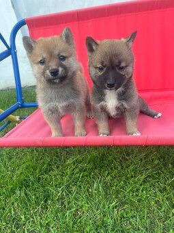 Shiba inu - 7