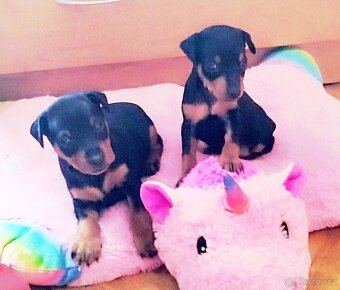 Trpasličí pinč Minidoberman - 7