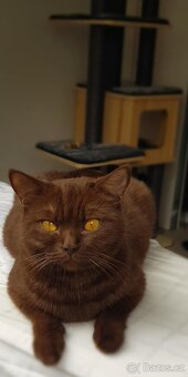 Krasna britská kratkosrstna koťata - 7