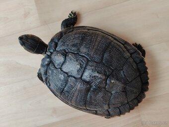 Želvárium-akvárium set včetně 3 vodních želv - 7