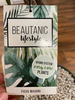Ficus Mahori(Hydroponia) - 7