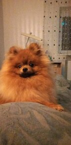 Pomeranian špic - 7