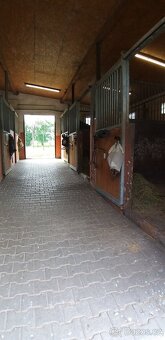 Nabídka ustájení koní JK Danty Polanka 7000,- - 7