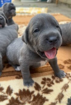Cane corso rezervaci - 7