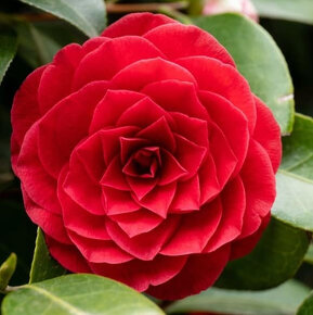 Kamélie japonská (Camellia Japonica) - 7