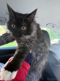 Mainská mývalí - 7