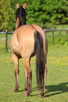 AQH Klisna Bay Dun 3 roky - 7