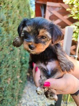 🐾 Yorkshire teriér štěňátka – holčička a chlapeček - 7