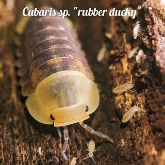 ❤️Obrovská sbírka isopod - 7
