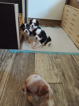 Kavalír king charles Španěl ke krytí - 7