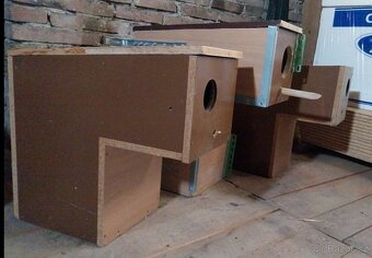 1.1. Žako Kongo,1.1.Pap.Senegálský,Amazonek Bělobřichý - 7