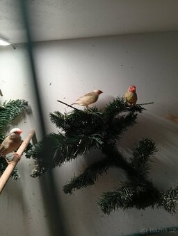 Astrild rakosní, rakosnik - 7