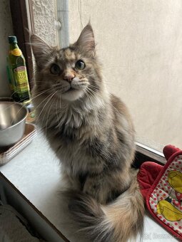 Mainská mývalí bez PP - 7