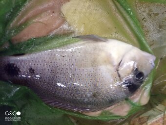Vieja argentea, Nandopsis tetracanthus, Astronotus ocellatus - 7