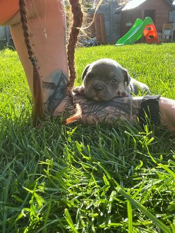 Štěňátko American Bully - 7