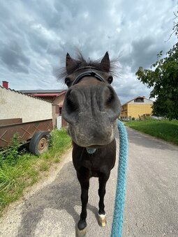 Prodám- pony - 7