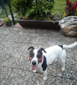 Jack Russell teriér, dvě štěňátka,chlapečci - 7