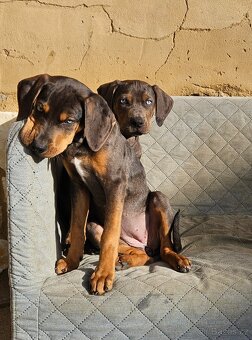 Louisianský leopardí pes - 7