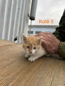 Koťata - 7