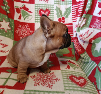 FRANCOUZSKÝ  BULDOČEK - 7