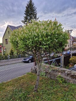 Rozdílné thuje, japonské vrby a buxus - 7