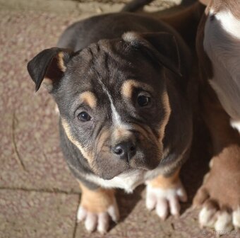 American bully pocket / sharpei - 7