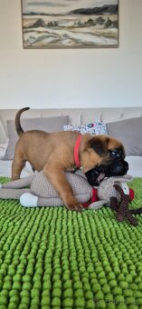 NĚMECKÝ BOXER ŠTĚŇATA narozená 31.10.2025 - 7