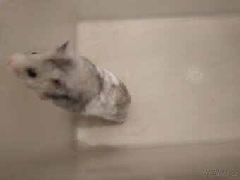 Křeček syrský/zlatý - 7