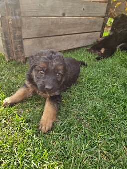 šteňata nemecký ovčák - 7