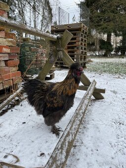 Kohout hedvábničky - 7