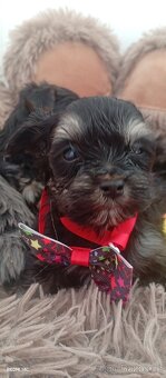 Jorkšírský teriér - 7