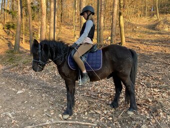 Pony valach 4 roky - 7