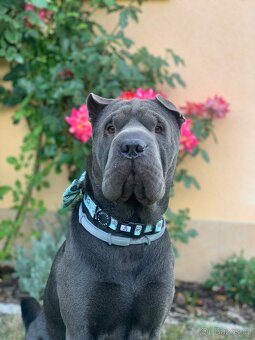 Sharpei bez PP ke krytí - 7