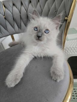 Ragdoll koťatka blue lynx - 7