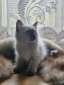 Ragdoll koťata - 7