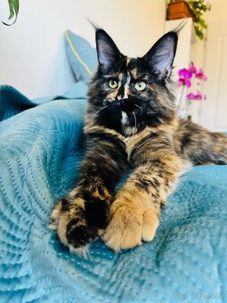 Mainská mývalí s pp - 7