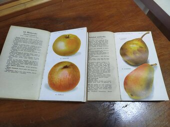 Lidová pomologie 1935 I. díl JABLKÁ 100 nejdůležitejších odr - 7