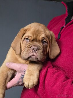 Bordeauxská doga s PP - 7