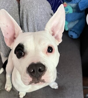 Prodám štěňata - 7