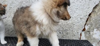 Kolie dlouhosrstá - 7