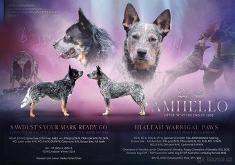 Australský honacký pes s PP (s predpokladmi do športu) - 7