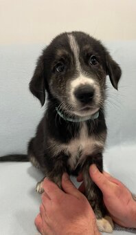🐾 Exkluzivní štěňata k odběru – silná genetika, skvělé pova - 7