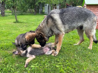 Štěňata německého ovčáka k odběru - 7