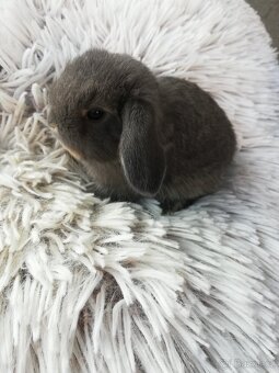 Zakrslý králíček beránek - 7