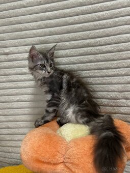 Maciatko maine coon s PP s PP MeriHor - 7