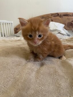 Mainská mývalí koťátka bez PP - 7